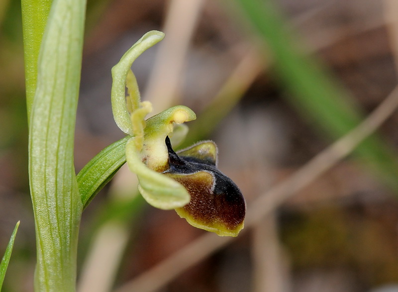 Orchidee del Chianti - Ophrys sphegodes e altre...